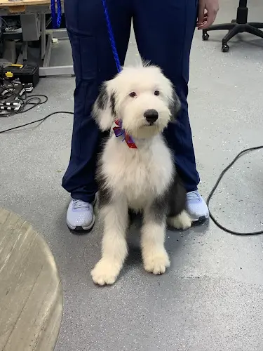 Pet vet Pacific Pet Parlour San Marcos
