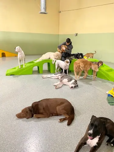 Dog day care center Camp Opie Dog Daycare and Boarding San Bernardino