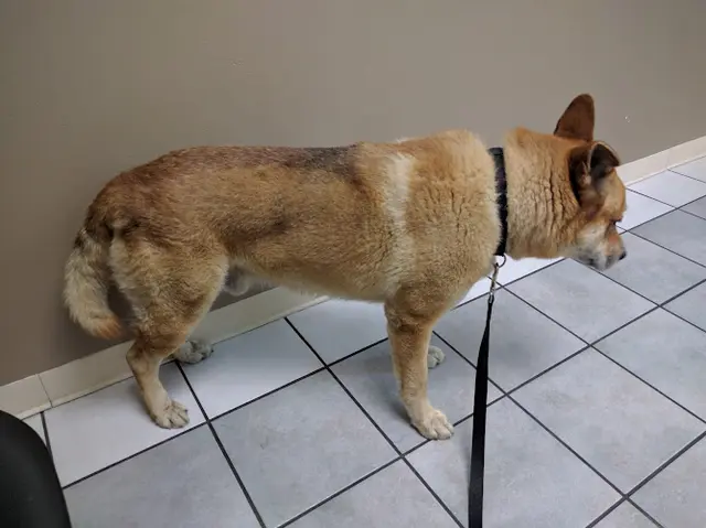 Rescue & Shelter Quality Care Animal Hospital PERMANENTLY CLOSED West Covina
