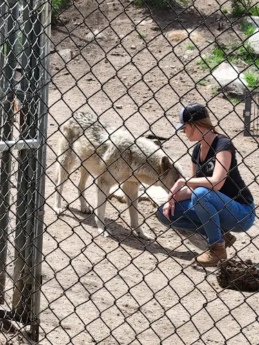 Rescue & Shelter Wolf Connection Palmdale