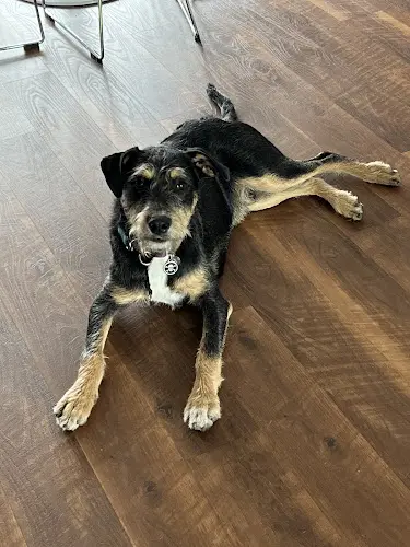 Dog trainer Dopamine K9 Eugene