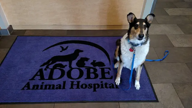 Pet vet Adobe Animal Hospital South Bay Sunnyvale