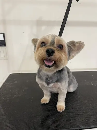 Dog Grooming Bark Avenue Groomery Vancouver