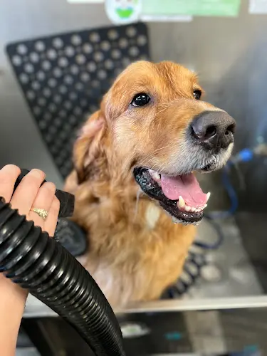 Dog trainer Bark Bath Costa Mesa