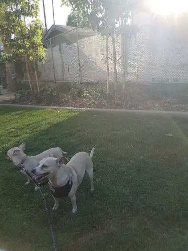 Dog Park Carlton Way Park Burbank