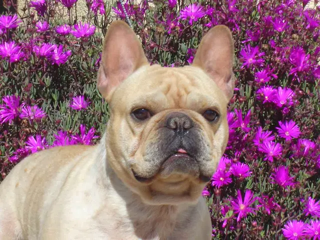Dog breeder DistinctiveFrenchBulldogs Murrieta