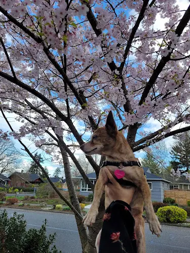 Dog day care center Heart and Soul Animal Urgent Care Portland