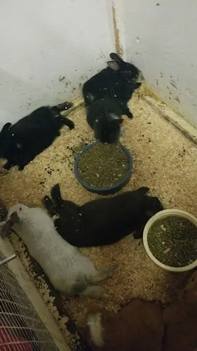 Dog breeder Farmers Feed Stockton Vallejo