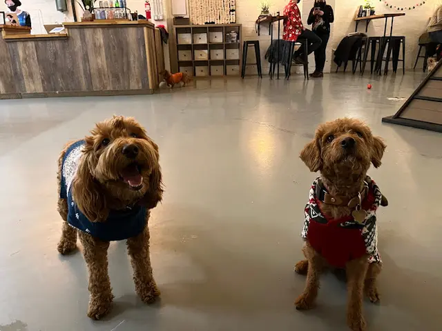 Dog trainer Martha's Garden Seattle