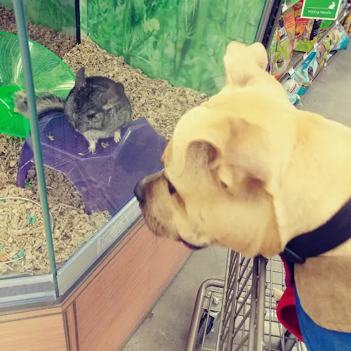 Dog breeder Petco Fresno