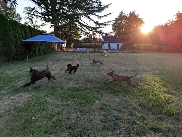 Dog day care center Devotions Dogs Vancouver
