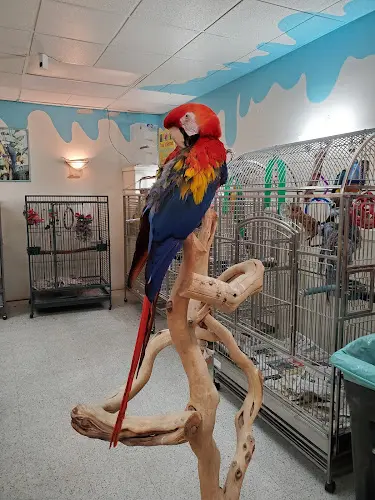 Pet vet Inca's Secret Parrot & Bird Toys/Boarding Kent