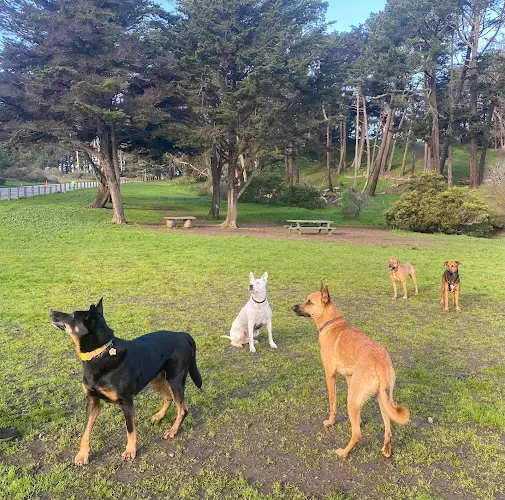 Dog Park Field of Dogs San Francisco