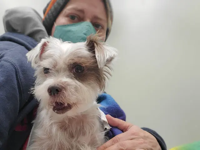 Pet vet Animal Emergency Clinic San Bernardino