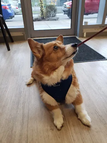 Pet vet Wildwood Veterinary Clinic Portland