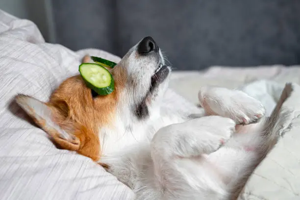 Dog day care center CatDoggy Bakersfield