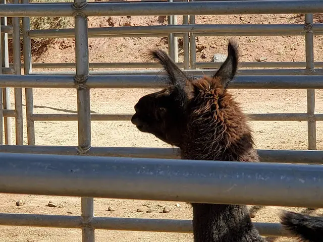 Pet boarding service Lazy T Ranch Palmdale