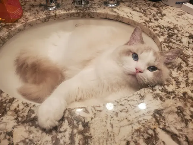 Pet boarding service Ragdoll Kittens by Ragmeister Ragdolls San Diego