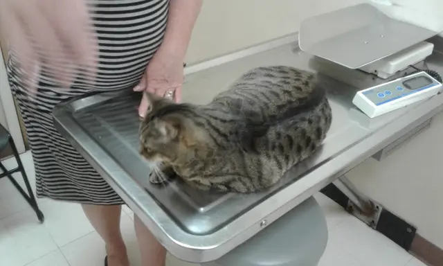 Pet vet VCA Animal Care Clinic Richmond