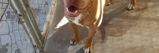 Rescue & Shelter Rescue Oasis, Inc. Palmdale