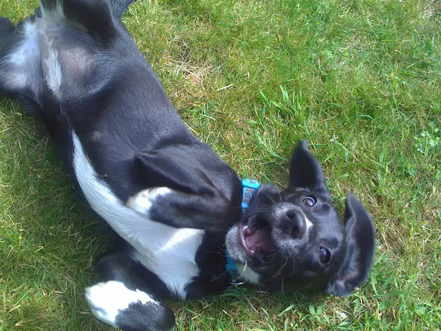 Dog trainer ONE GOOD DOG! Professional Dog Training Renton