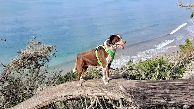 Dog walker Douglas Family Preserve Santa Barbara