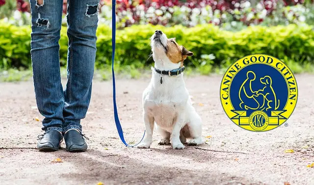 Dog trainer Athens Dog Training Richmond