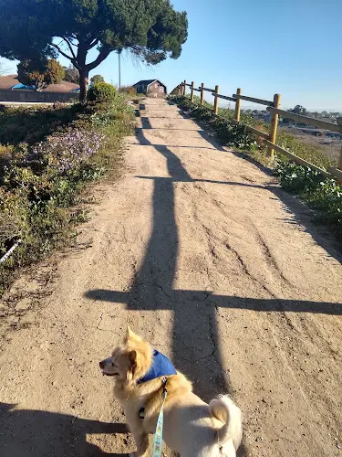 Dog Park Bartlett Park Huntington Beach