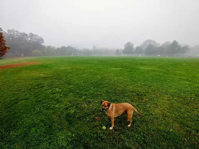 Dog trainer Galvin Community Park Santa Rosa