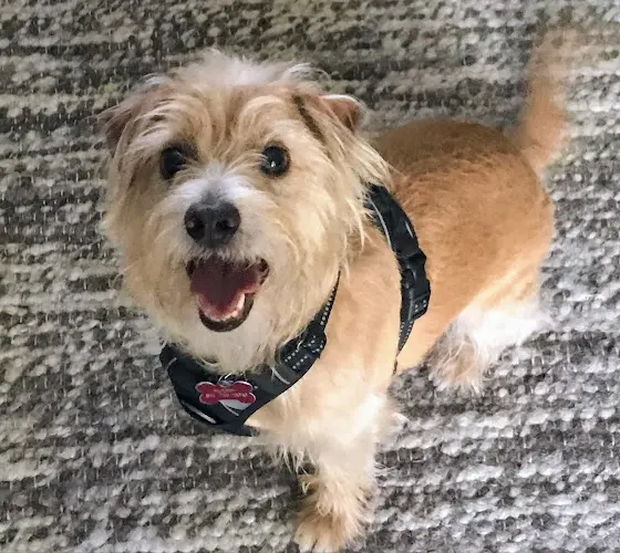 Dog breeder Heavenly Pet Resort West Covina