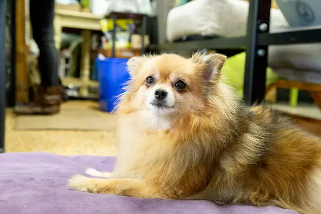 Pet vet Natural Pet Pantry Kirkland