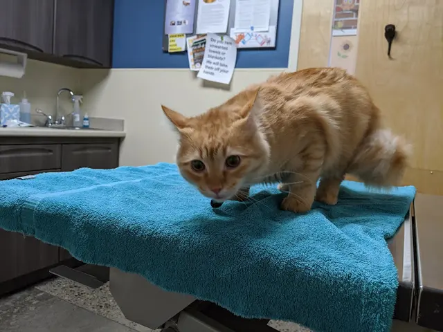 Pet boarding service Pet Samaritan Clinic Portland