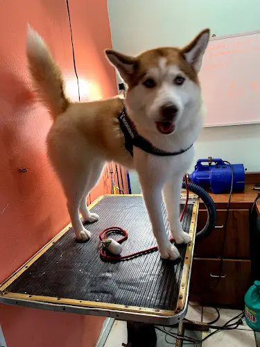 Dog Grooming Alvin's Pet Grooming South Gate
