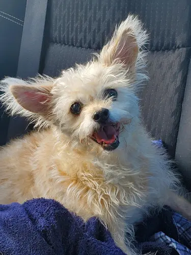 Pet vet Pet Emergency Service of Yakima Yakima
