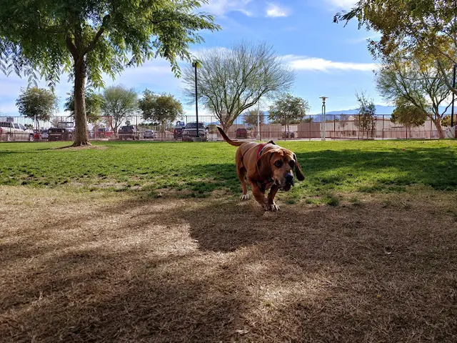 Dog Park City of Palm Desert Freedom Park Indio