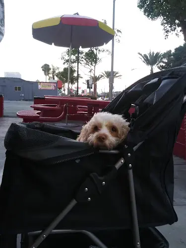 Dog trainer Wienerschnitzel South Gate