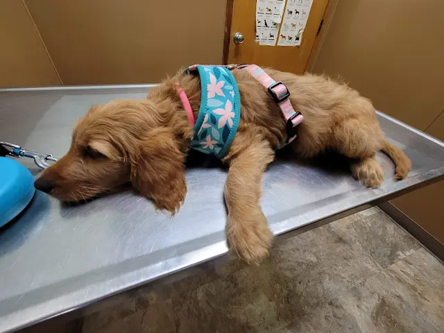 Dog walker Euclid-Walnut Pet Clinic Ontario
