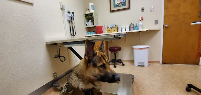 Pet vet Redwood Veterinary Hospital Richmond