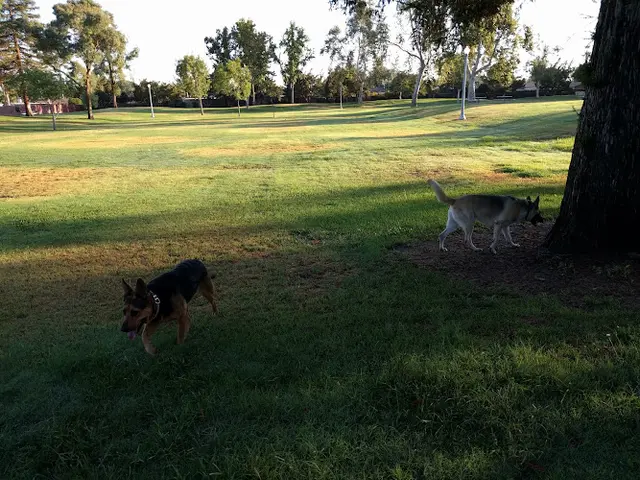 Dog Park Corvallis Park Bakersfield
