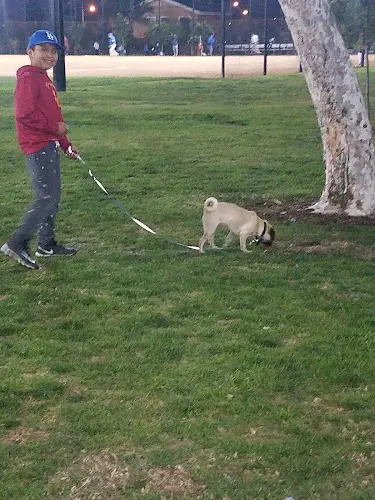 Dog walker Zimmerman Park Norwalk