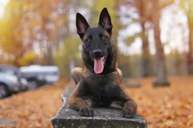 Dog trainer Chilliwack Dog Training Bellingham