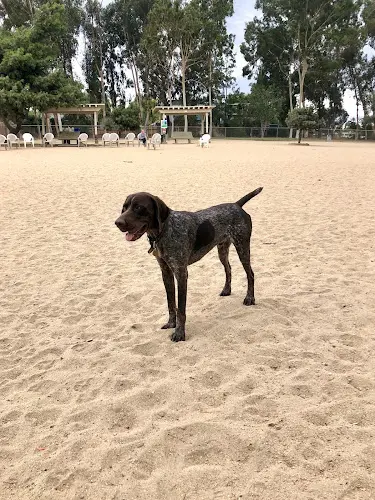 Dog walker Canine Corners Dog Park El Cajon