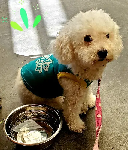 Dog Grooming OC Happy Tails Dog Grooming Dana Point Mission Viejo