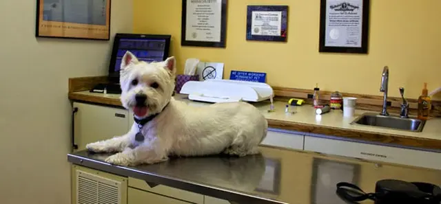 Pet vet Finn Hill Animal Hospital Kirkland