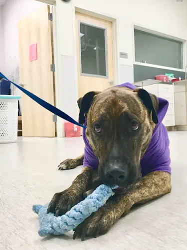 Rescue & Shelter PETS Referral Center San Leandro
