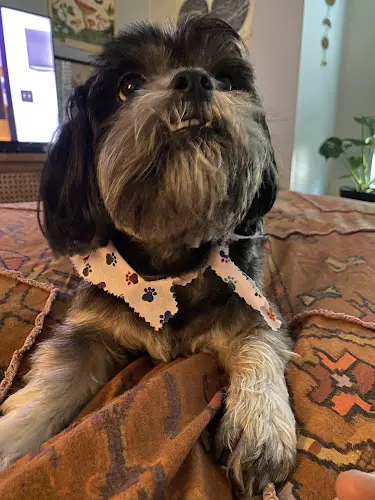 Dog breeder Poodle Nook Roseville