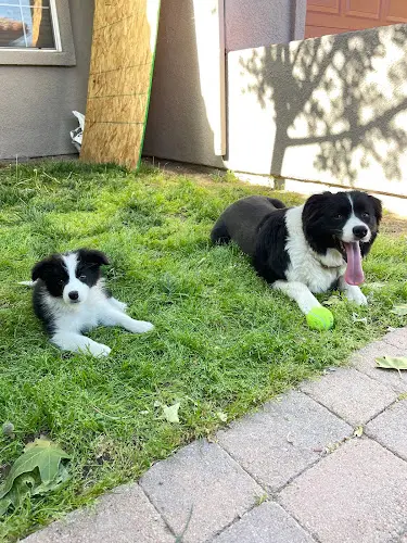 Dog breeder Powerhouse Border Collies Ventura