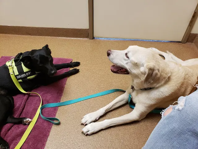 Dog day care center Beaverton Pet Clinic Beaverton