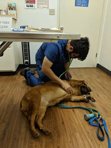 Pet vet Lomita Pet Hospital Carson