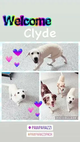 Dog day care center PAWparazzi Los Angeles